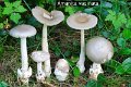 Amanita vaginata-amf237